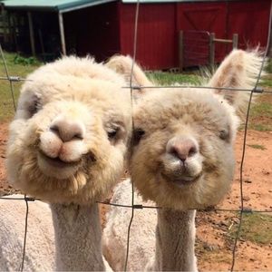 Meet your Posher, Nancy